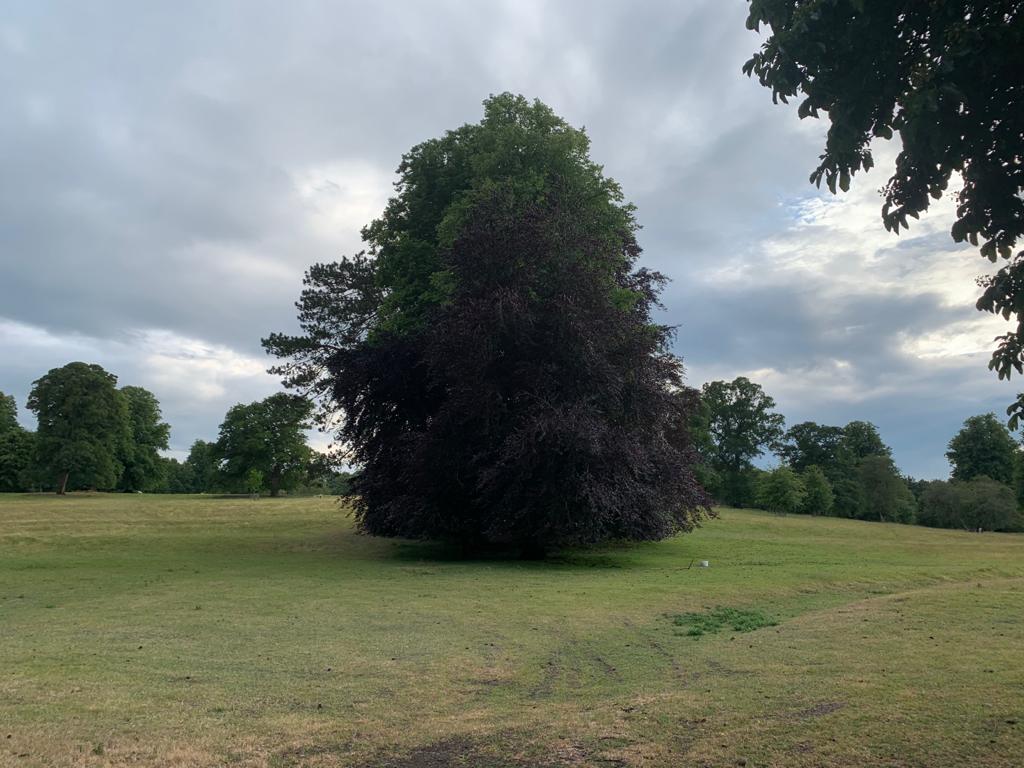 All good things are wild and free !!  #naturelovers #trees #Hampshire #treelover #deane #copperbeech #britishtrees #nativetrees #landscapephotography