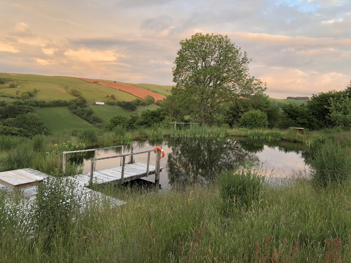 Perfect evening #evening #sky #cloud #ash #ashtree #wildswimming #pond #mirror #reflection #hedgerow #field #jetty #dock #water #lavender #lavenderfarm #powys #wales #june