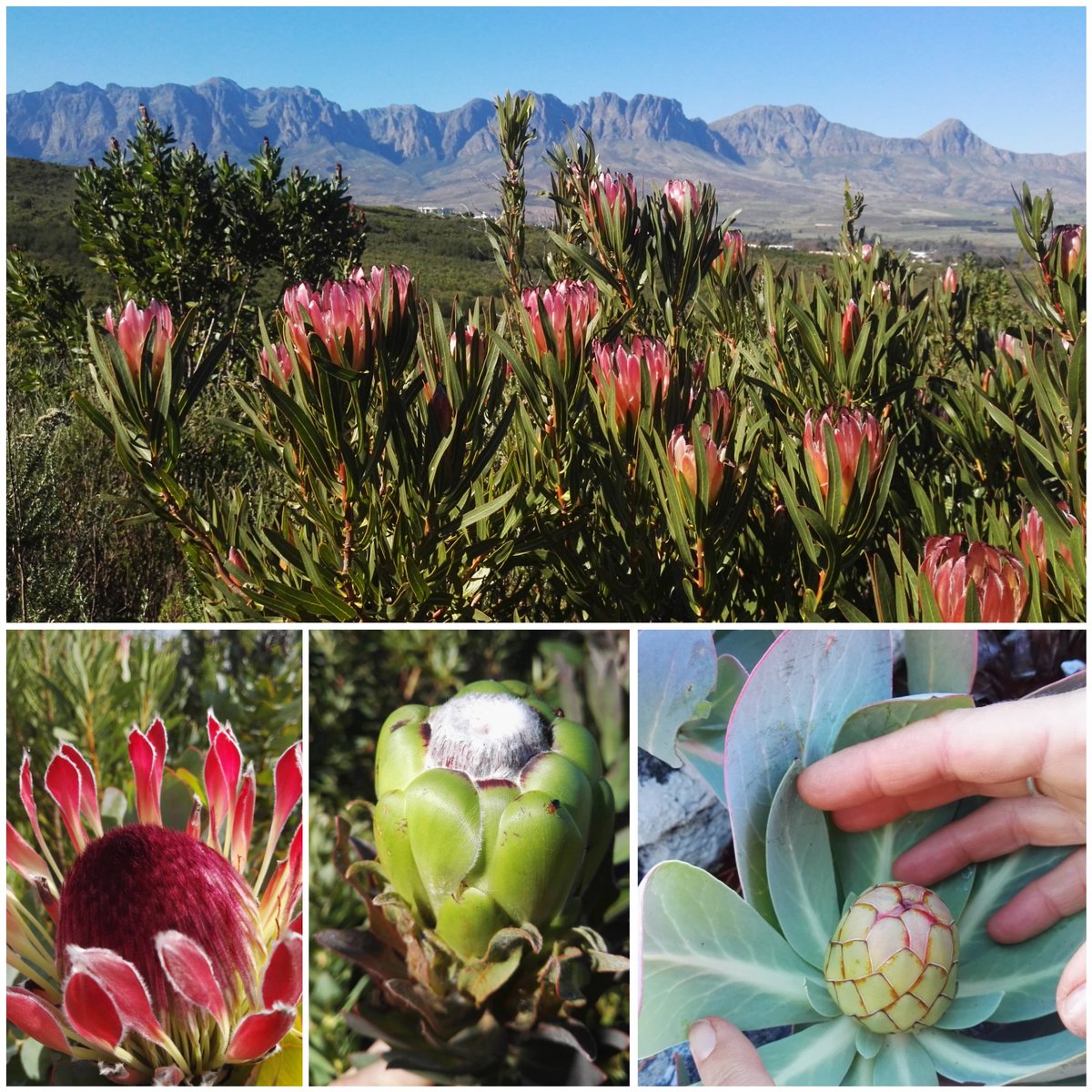 Martina Treurnicht (@fynbosser) on Twitter photo #plant #Fynbos love & showcasing the beauty of iconic Protea species in the Cape Floristic Region!! I celebrate World Environment YEAR!! Thx <a href="/T_Marie_Wms/">Dr. Tanisha M. Williams 🌳 #BlackBotanistsWeek 🌺</a> <a href="/JennyPaPB/">Jenny Parsons</a> <a href="/KristenNolting/">Kristen Nolting, Ph.D 🌿🌻</a>
#protea #SouthAfrica #biodiversity
#WorldEnvironmentDay
#WorldEnvironmentDay2020 #plant #Fynbos love & showcasing the beauty of iconic Protea species in the Cape Floristic Region!! I celebrate World Environment YEAR!! Thx <a href="/T_Marie_Wms/">Dr. Tanisha M. Williams 🌳 #BlackBotanistsWeek 🌺</a> <a href="/JennyPaPB/">Jenny Parsons</a> <a href="/KristenNolting/">Kristen Nolting, Ph.D 🌿🌻</a>
#protea #SouthAfrica #biodiversity
#WorldEnvironmentDay
#WorldEnvironmentDay2020