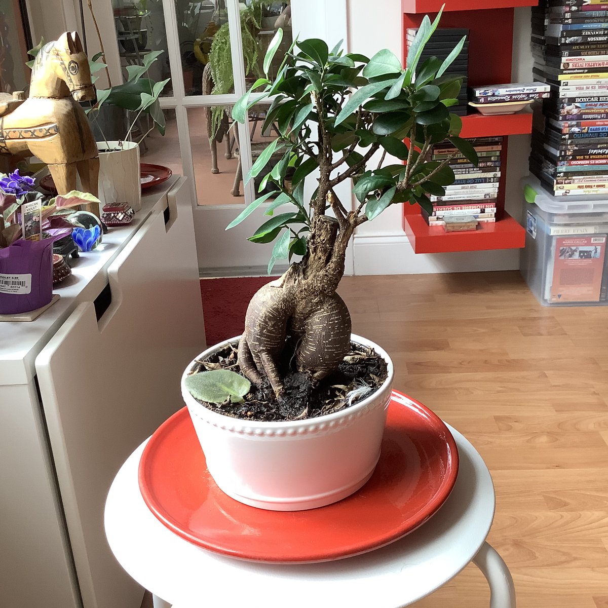 Cara a cara con el señor Bonsai.

#bonsai #domingo #hogar