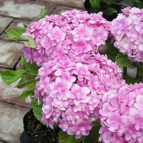 こんぺいとのtwitterイラスト検索結果 古い順