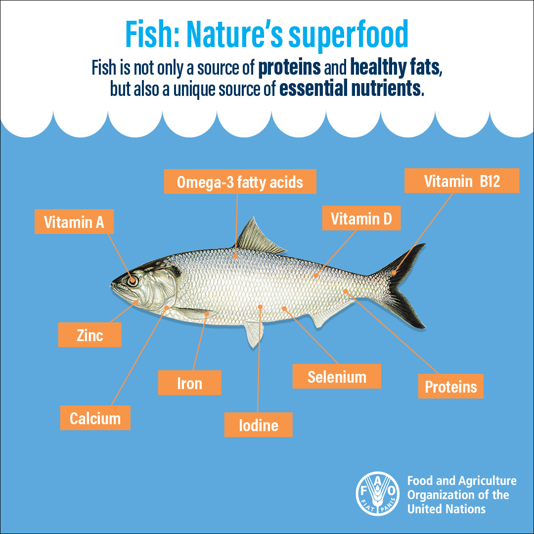 FisheriesAquaculture Twitter: : Nature's superfood. Fish is an important element of | #Nutrition #SOFIA2020 https://t.co/9vdJuwWODp" /