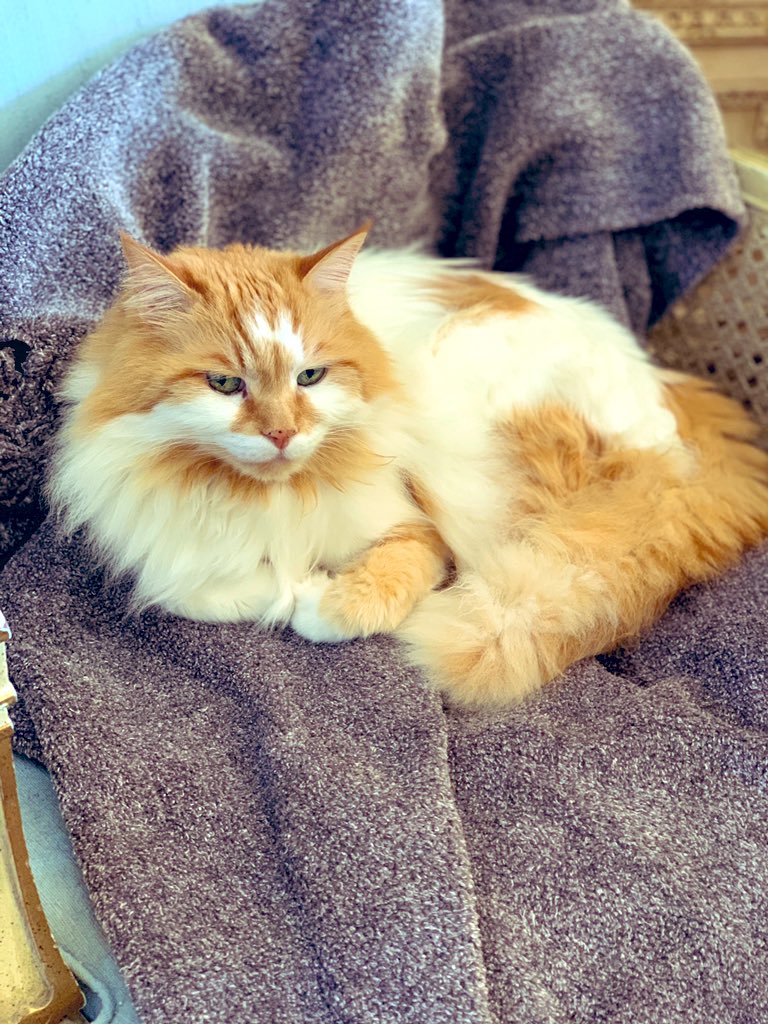 Catrepeneur's tweet image. Gingering. #monty #montylife #turkishcat #turkishvan #SundayFunday #CatsOfTwitter #ginger #gingercat