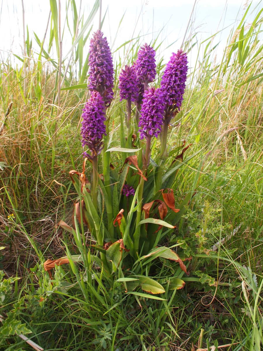 CarolFielding4's tweet photo. Dactylorhiza hybrid at Ynyslas, Ceredigion but unsure which one @thenewgalaxy D. purpurella and D. purpurella cambrensis nearby #wildflowerID #wildflowerhour https://t.co/pUSmeaOOeA