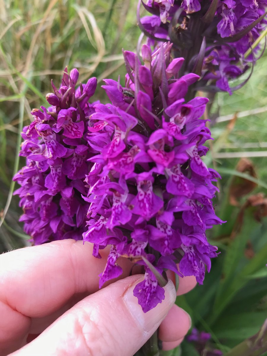 CarolFielding4's tweet photo. Dactylorhiza hybrid at Ynyslas, Ceredigion but unsure which one @thenewgalaxy D. purpurella and D. purpurella cambrensis nearby #wildflowerID #wildflowerhour https://t.co/pUSmeaOOeA