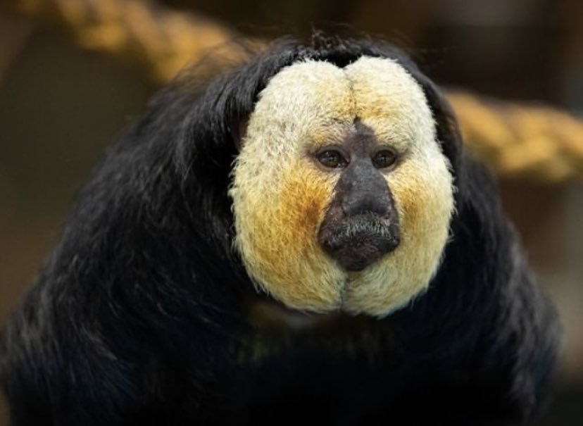 Download Suesse affen For Free