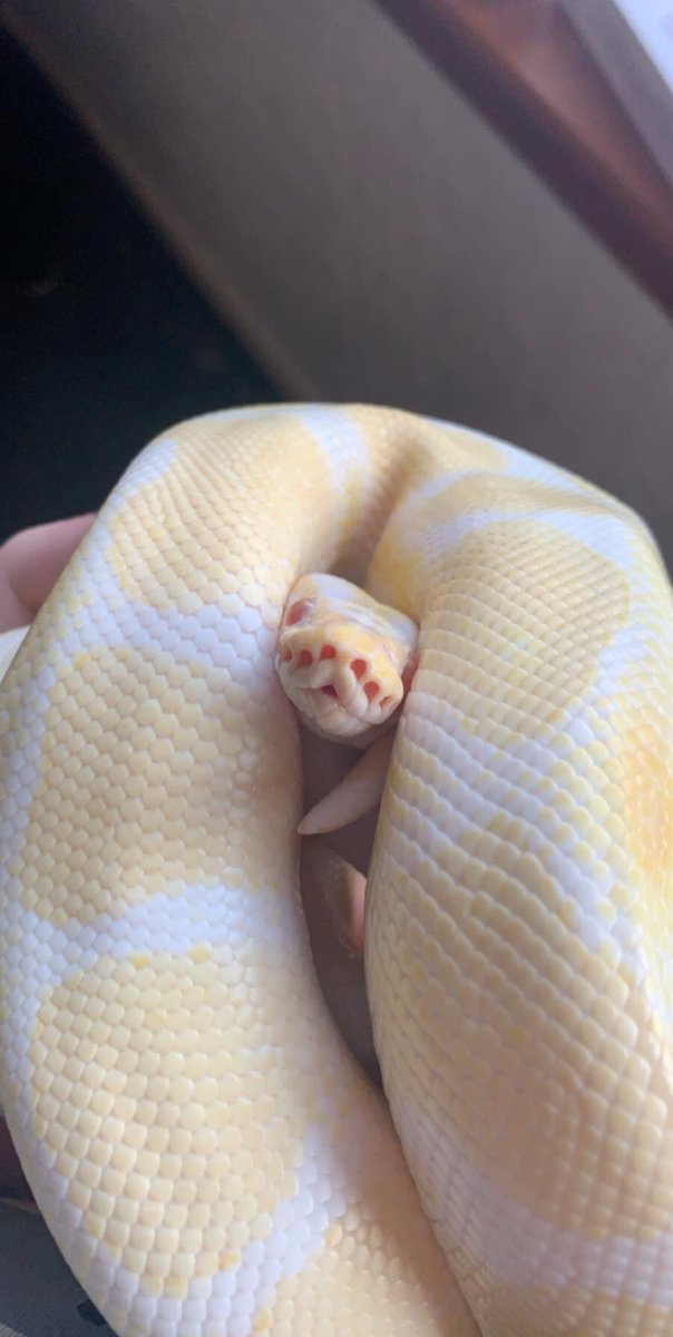 PainAndMe40's tweet image. Strange pose for a pic Gemini 🐍#AlbinoRoyalPython