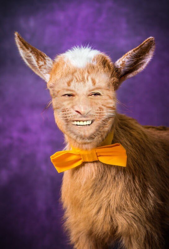 StillAwake3's tweet image. My life was not complete until I met @grug45. In MK (who’s usually the first to pity-laugh at my nonsensical jokes), I’ve clearly found my spirit animal. 

Wishing you a wonderful week, my sweet, brilliant, funny friend! My life is so much richer with you in it. 💜