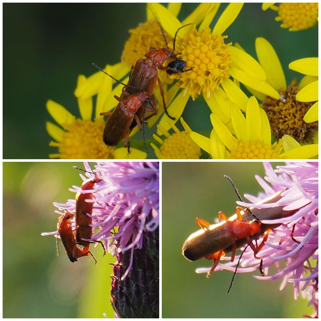 CANforNature's tweet photo. Now that we’re past the watershed, I’ll leave these here ... listen out for 🎶Marvin Gaye
(From July 2019)
#WorldColeopteraWeekend https://t.co/GWDnVpViXy