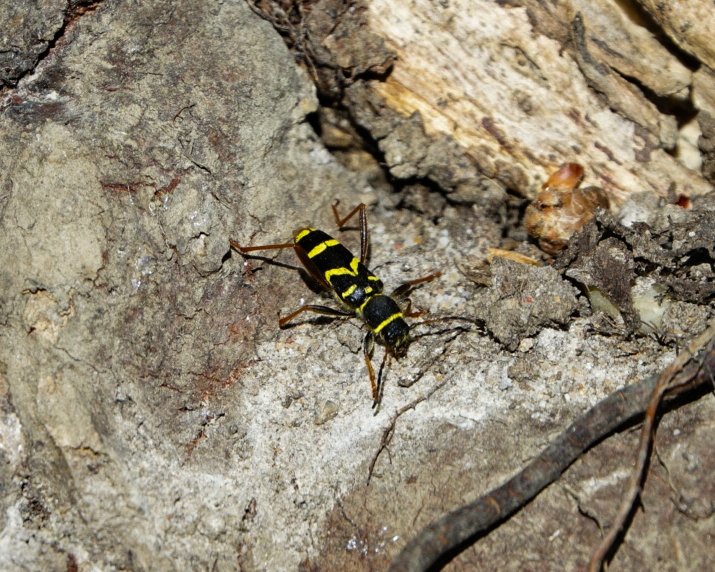 m_harrow1's tweet photo. Some interesting little beasts I've come across over the past couple of weeks in celebration of #worldcoleopteraweekend https://t.co/enEnpcZjUs