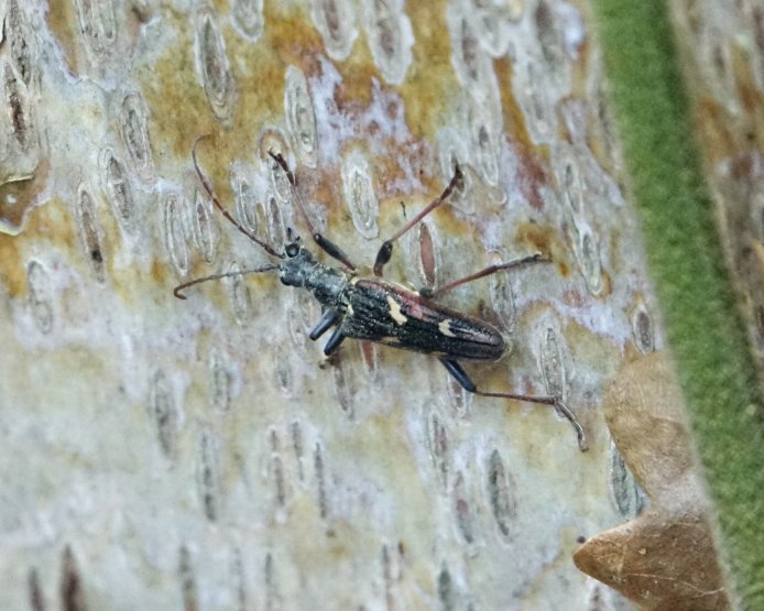 m_harrow1's tweet photo. Some interesting little beasts I've come across over the past couple of weeks in celebration of #worldcoleopteraweekend https://t.co/enEnpcZjUs