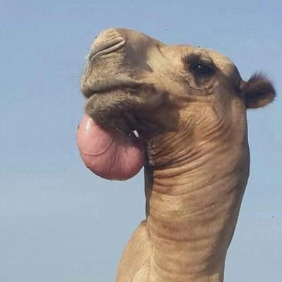 Enabdiaziz's tweet photo. #Ratiga, #Awrka ama #Gurbigy markuu sidaan yiraahdo maxaa loo yaqaanaa? Goormeese uu sameeyaa sidaan?
Jawaab wacan asxaabta https://t.co/bGPjObSlxL