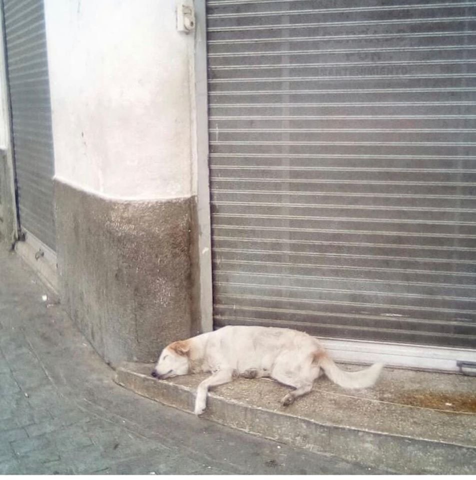 😿PLAZA BOLIVAR CARACAS🐶peluda anciana situación de calle  problemas de piel, muy triste, está siempre en esquina de Madrices, cátedral.Tenía 1 compañera perruna con quién se hacía compañía y murió..alguna fundación q pueda rescatarla y pase sus últimos años cuidada y protegida.