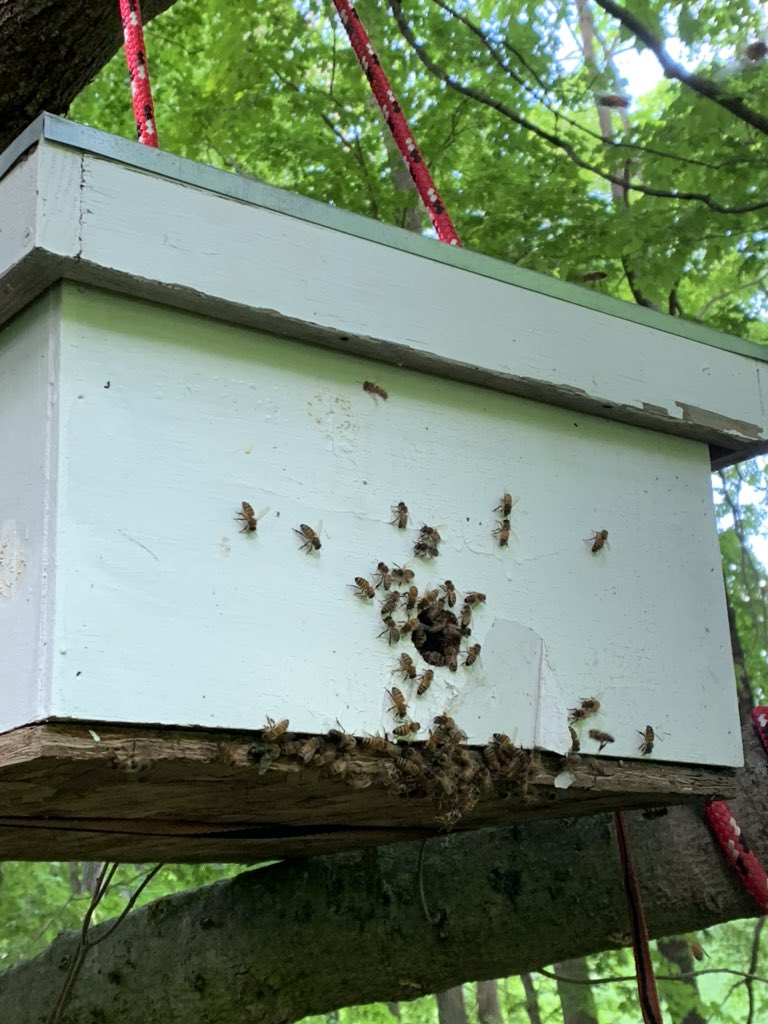 BATechPA's tweet photo. It’s swarm season. Picked up a few honey bee swarms this weekend. Swarms appear as big clumps of bees and are the start of a new hive. They are often hanging out looking for a new home. If you see these please do not spray and call a local beekeeper. https://t.co/v8pO3tJr6p