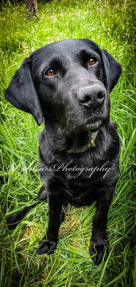 petercarrphoto's tweet photo. She loves her walks, but can you tell someone was sat on a wall eating something, just to the right of me........? 🐾🤣🐾🤣🐾

#greedylabrador #blacklab #labrador #workingdog https://t.co/UNYaI1iVuj