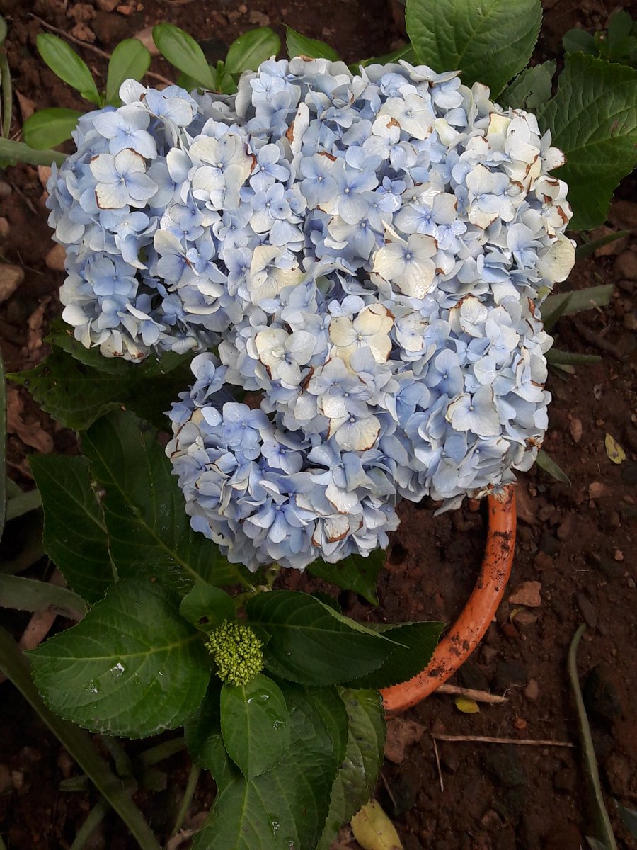 jupiteriana2020's tweet photo. Ya lista en su nuevo hogar #FlowerHome #Hortensias #Flower #Flor #Flores #Flora #FloraColombiana #Colombia #Valledupar #ValleduparCesar https://t.co/7SMeWACbyj