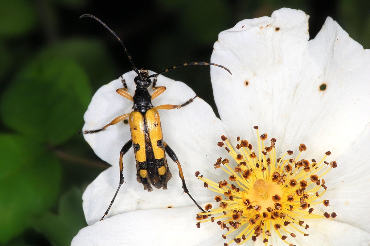 naturecatcher58's tweet photo. #worldcoleopteraweekend @Britnatureguide the language of warning colouration. Dont eat me because..
1. Red top / rancid bottom
2. I am a wasp..no really i am
3. Dont even go there
4. Can i just say..unpleasant yellow discharge https://t.co/SezD2AbRn7