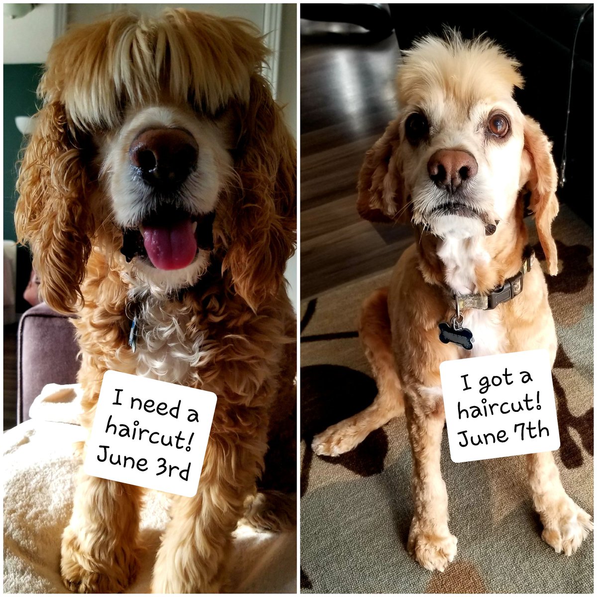 #winning #CovidHair #pandemic #dogsoftwitter #haircut
