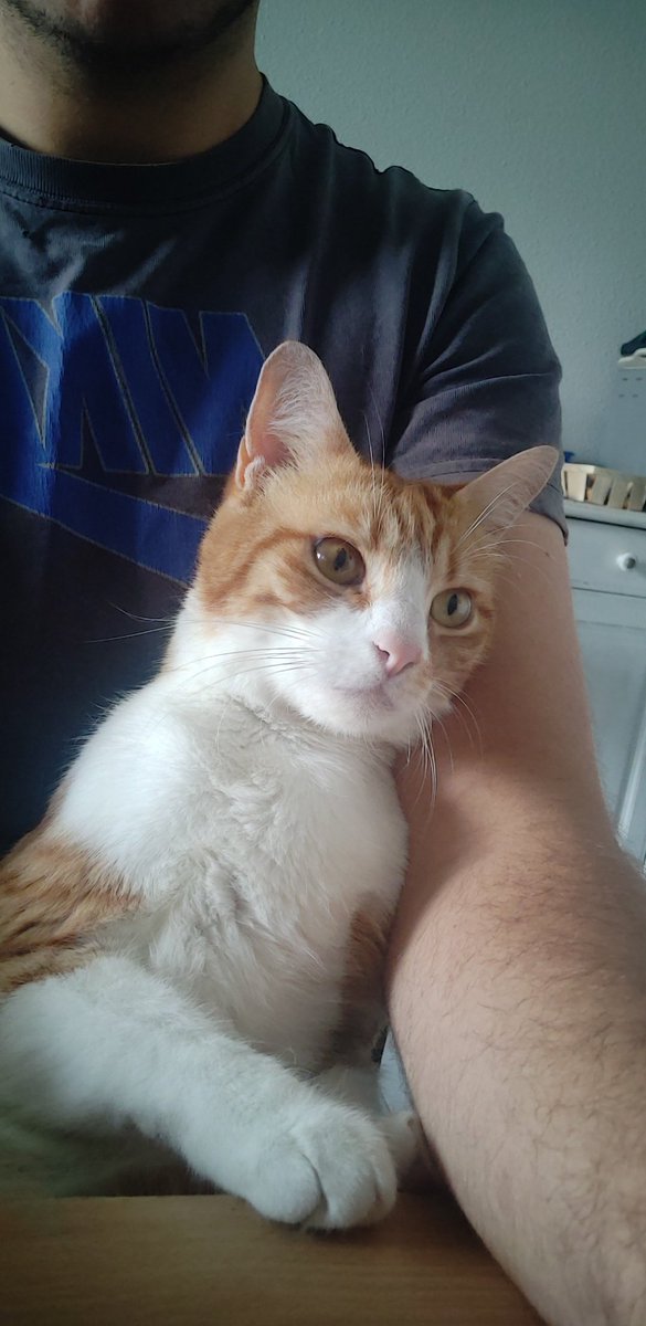 zordeur's tweet photo. #Cat #chat Mon Roucky , un petit roux super calin de 2 ans 😍 https://t.co/QqhYuu6fWc