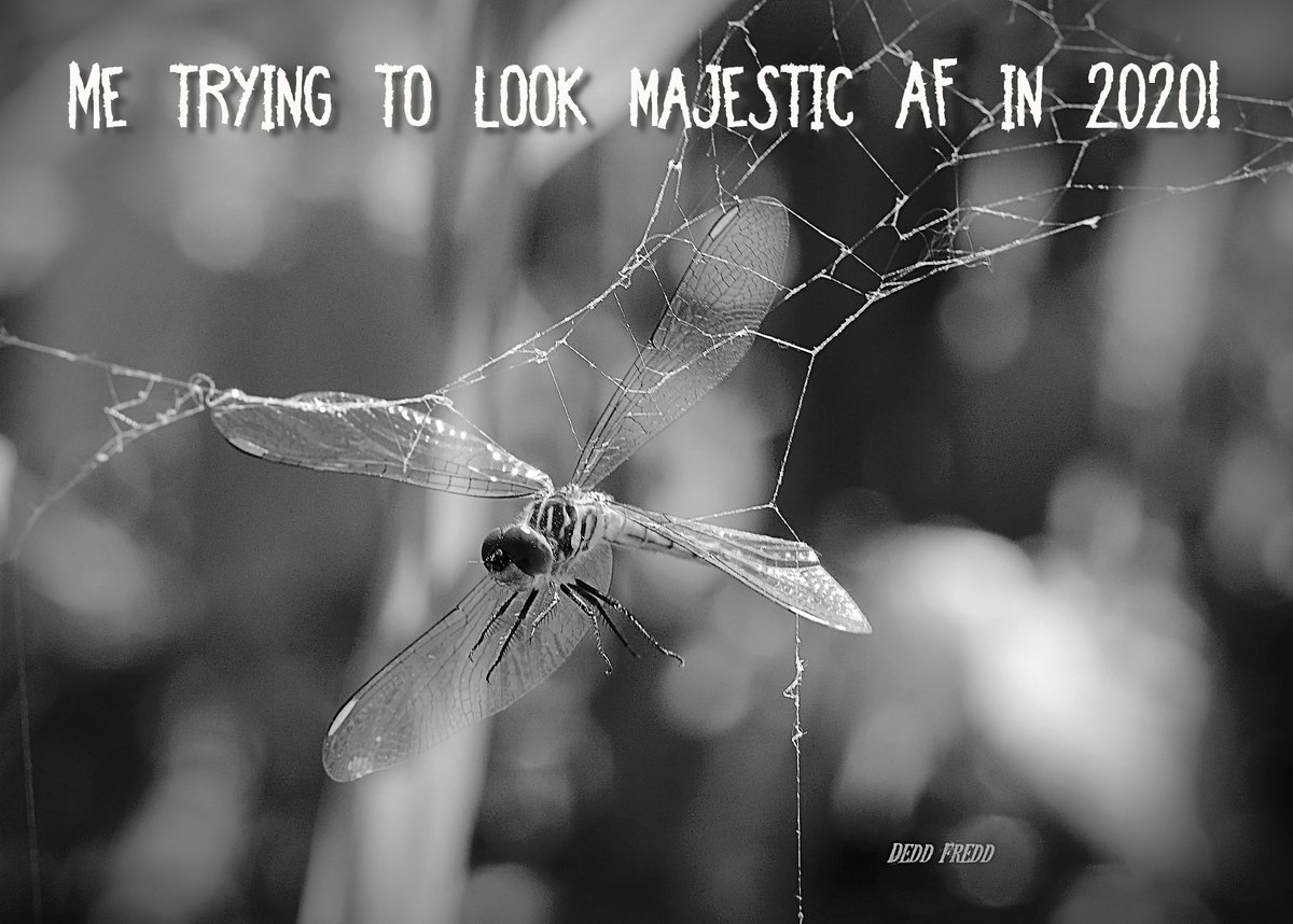 DeddFredd's tweet image. My plans for being spectacular this year.

#deddfredd #deddfreddtography #pandemic2020