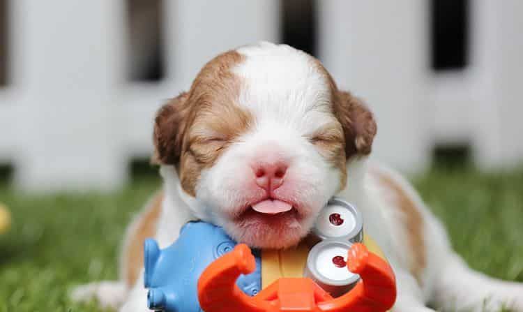 HomePetsVE's tweet image. Como debemos criar los #cachorros huérfanos buff.ly/2wlAFXQ