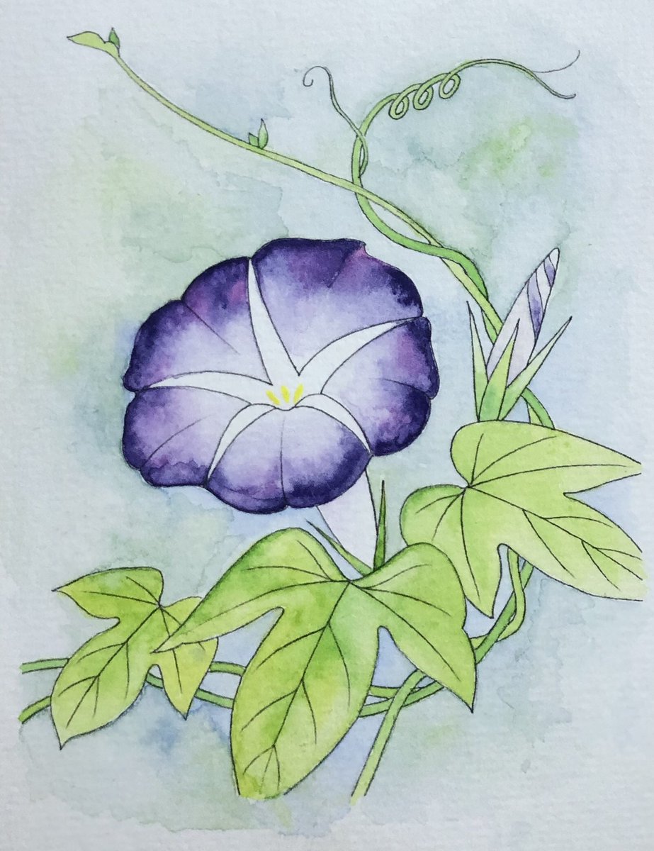 Twitter पर ドリス 吉祥顔彩 さん塗り絵線画から朝顔を塗り終えました 画仙紙はがき用紙に印刷し顔彩で塗りました 吉祥さん推し色にあった鳩羽という薄紫色を単品で買い 花びらの紫ににじませてみました ドリさん完成作品 顔彩 塗り絵