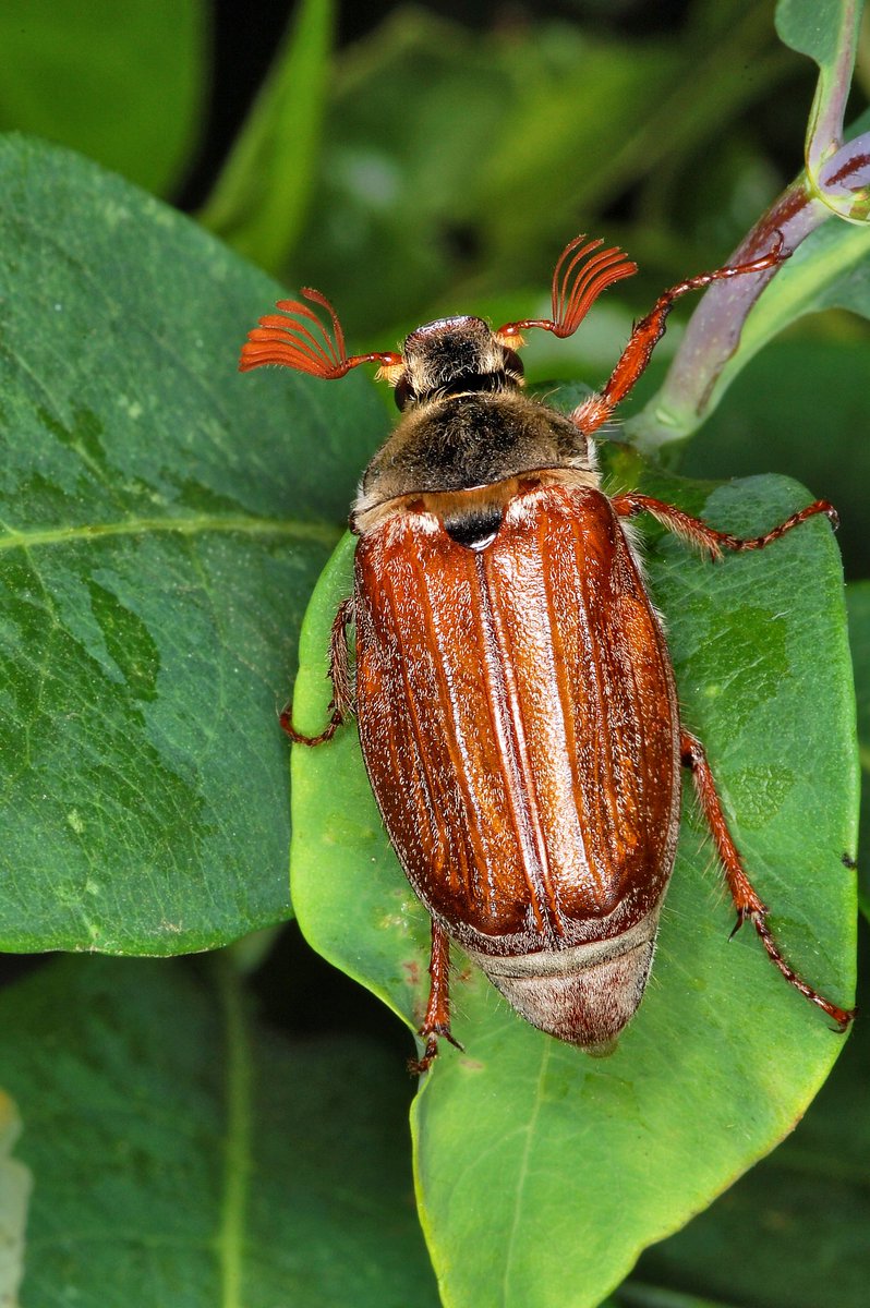 naturecatcher58's tweet photo. #worldcoleopteraweekend @Britnatureguide
strange
funny
weird
silly
but always astonishing creatures with whom we share a wondrous planet...no matter how much i take the piss https://t.co/o8R3UKv16a