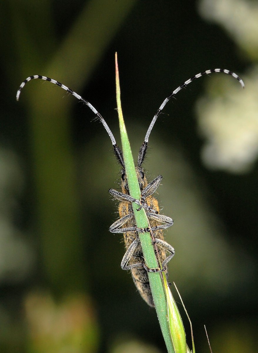 naturecatcher58's tweet photo. #worldcoleopteraweekend @Britnatureguide
strange
funny
weird
silly
but always astonishing creatures with whom we share a wondrous planet...no matter how much i take the piss https://t.co/o8R3UKv16a