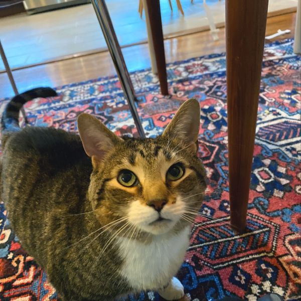 Welcome to the dinner pawty of Mr Moshe Boneless! #catoftheday

#CatsOfTwitter #meow #phillycats #gatos #SS #catsofphilly #catsofdc #seniors #philly #templehealth #aarp #phillyvets #seniorliving #pennmedicine #togetherathome #ilovemycat #dcvets #weekend #catsofphiladelphia