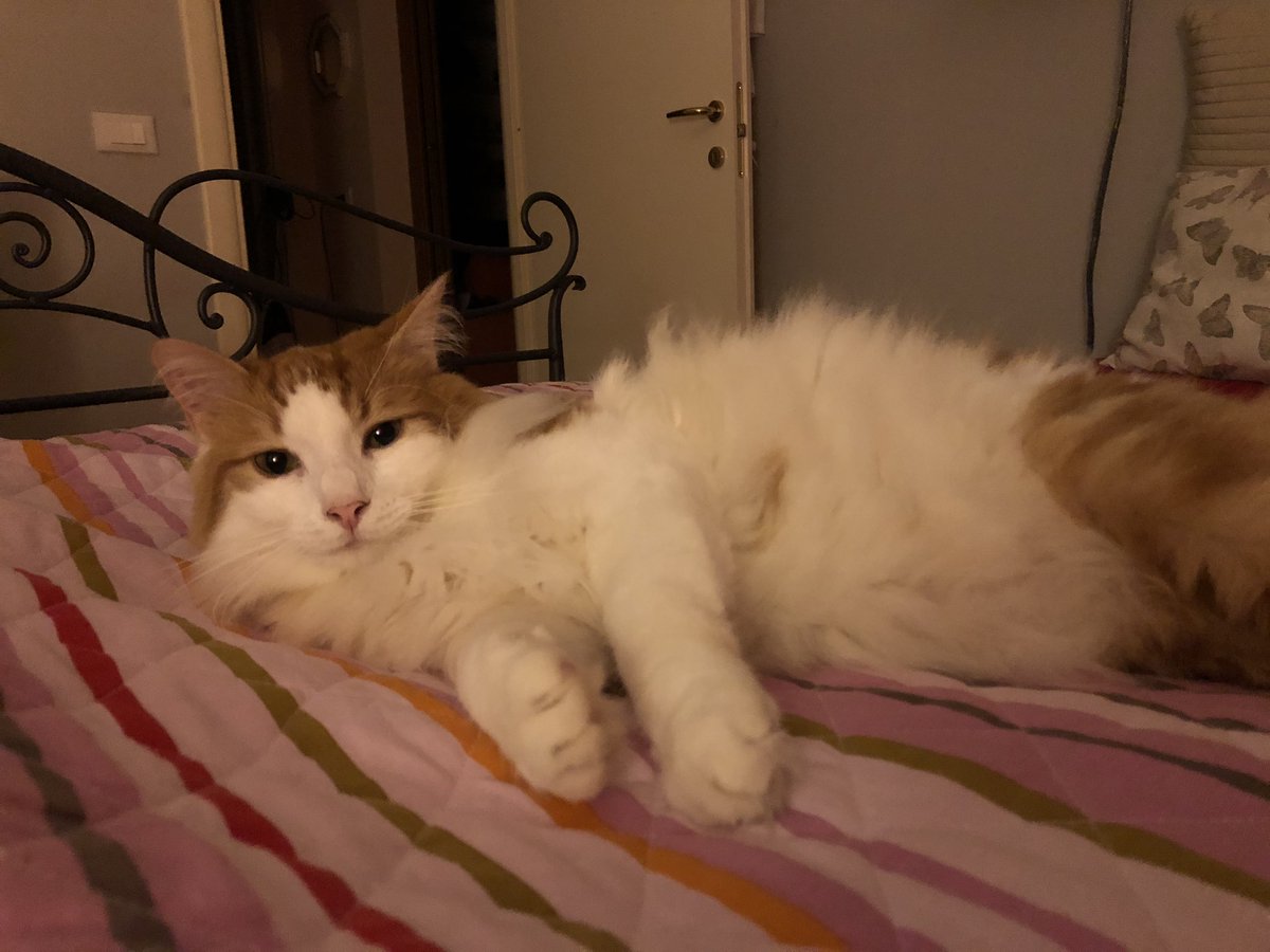 Megha-Daniele (@meghacr) on Twitter photo 