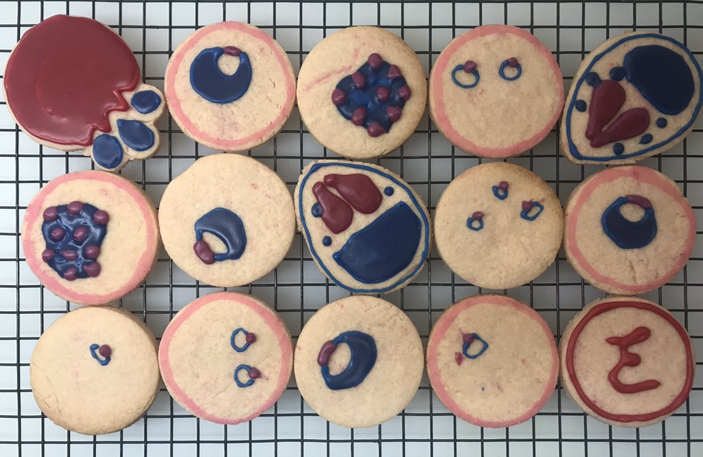 Elinor Hortle 🐟🐀🔬🧫 tweet media