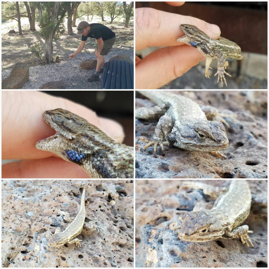 DirtyDog650's tweet photo. Just stumbled across a pic collage of me lassoing a lizard while riding with a few buddies on the New Mexico Backcountry Discovery Route #NMBDR. The lizard didn't approve. 🤣 @Afro_Herper https://t.co/NWAL7UVlIq