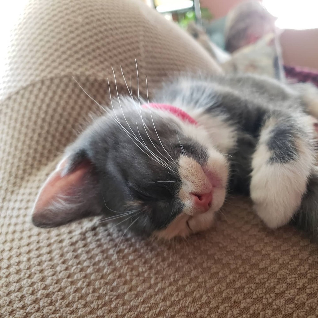 dan_alchemist's tweet photo. Bonnie. #kitten #kitty #cat #CatsOfInstagram https://t.co/WxajJIdRN9 https://t.co/kcKz3zpvyZ