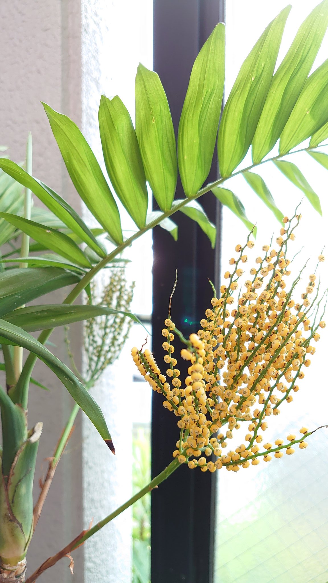 テーブルヤシの花 Twitter Search Twitter