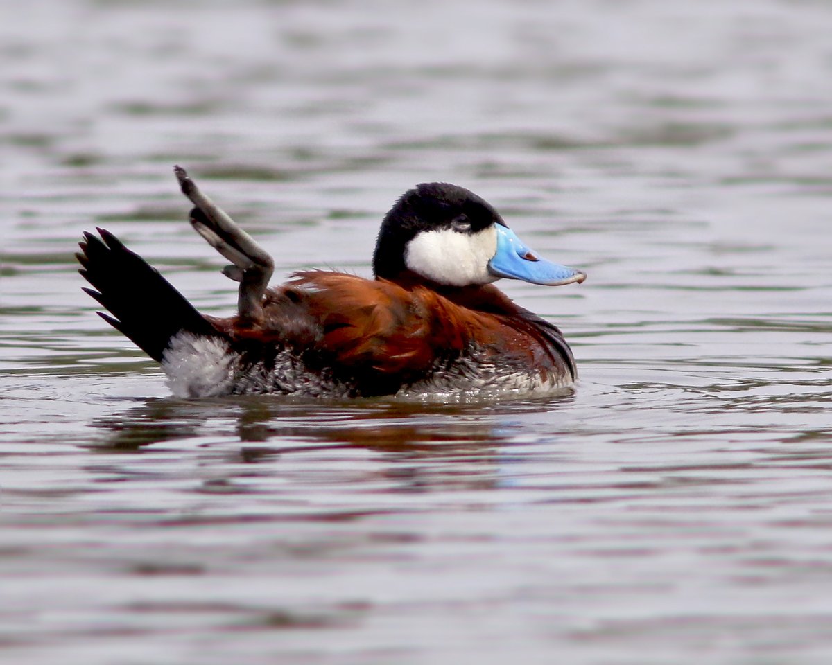 birdtherock's tweet photo. Yoga time! I caught this Ruddy Duck, a rare visitor to Newfoundland and our first in ~5 years, in the middle of a good stretch yesterday.   
#BirdTheRock #BirdsNL #ExploreNL #KowaOptics #NatureRocks https://t.co/5Tt5xeXJ4K