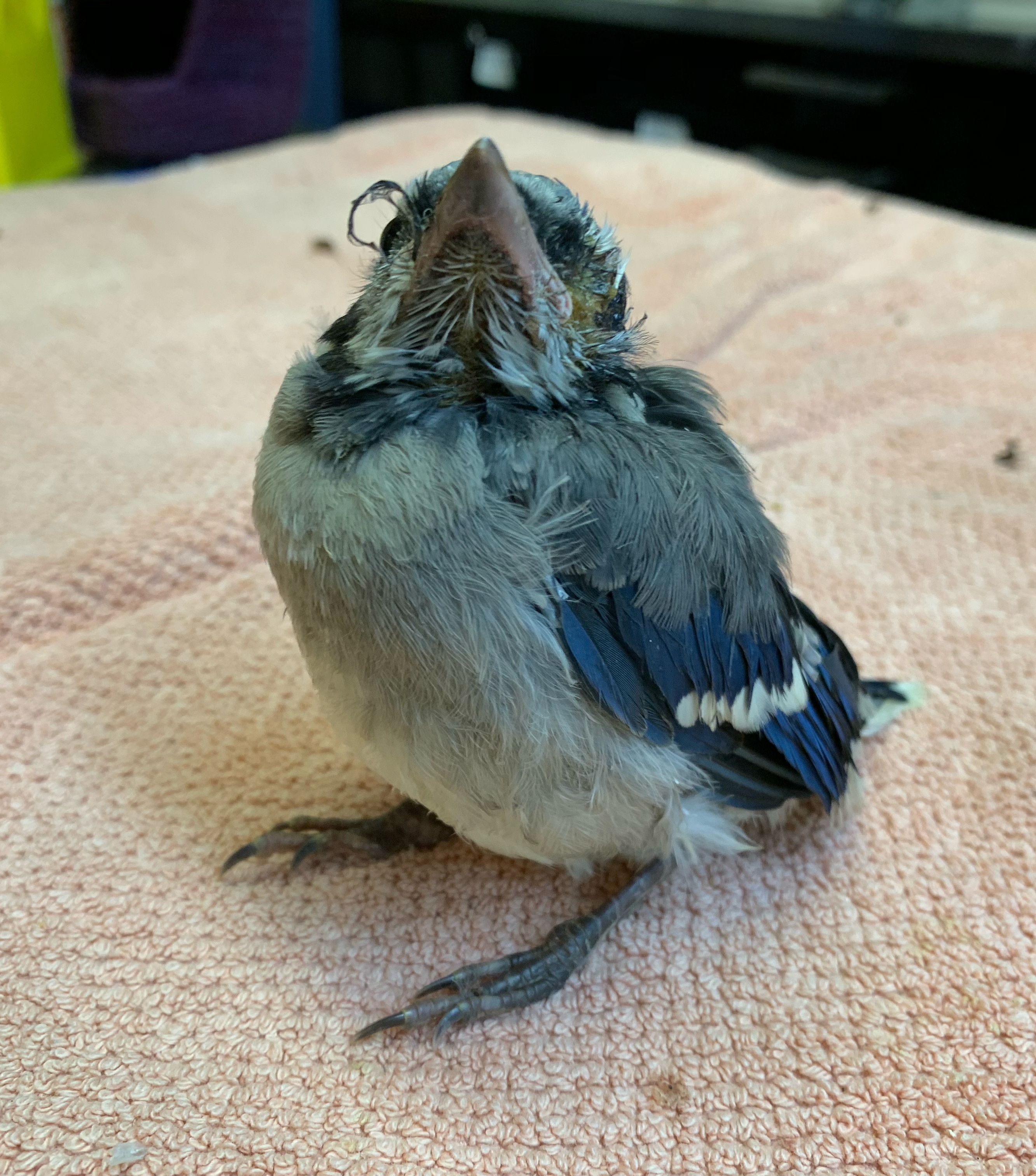 ট ইট র Woodlands Wildlife Sanctuary This Blue Jay Fledgling Was Found On The Ground With An Injured Eye Look At It Lean Into The Warm Compress It S Almost Like It S Saying That Feels