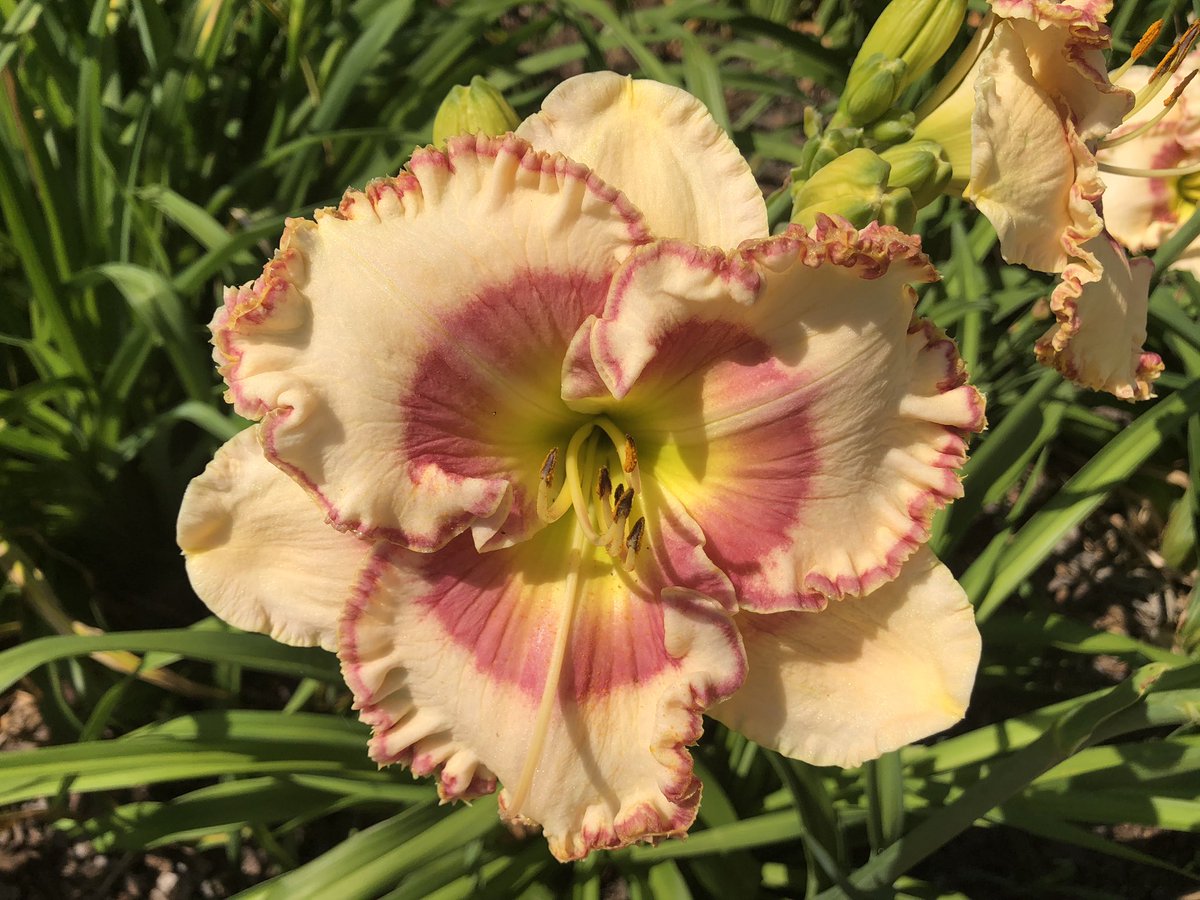Beebalms, day lilies, rudbeckia and so many more beautiful finds <a href="/okcparks/">OKC Parks</a> #willrogersgardens