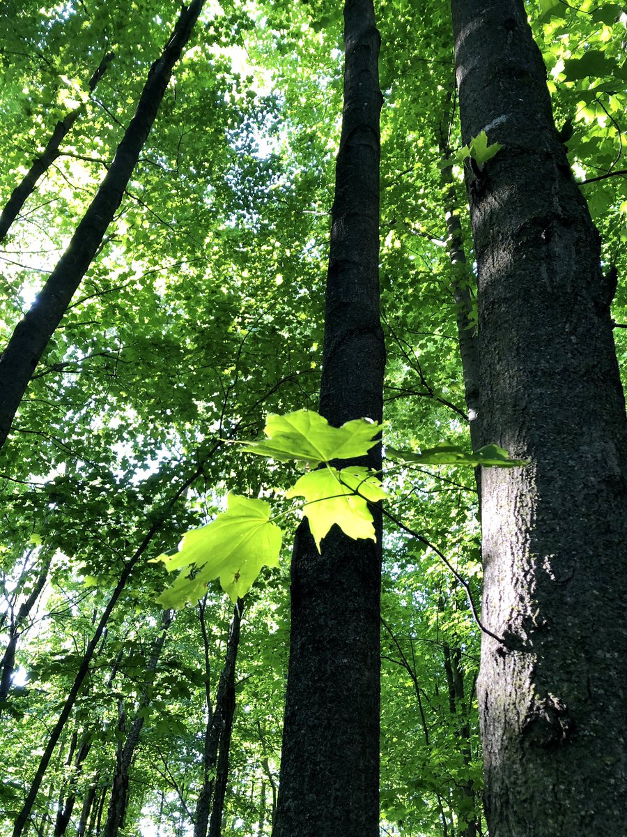 ExploreWithNell's tweet image. Early #summerview of gorgeous trees at their brightest green #NaturePhotography #Guelph #sundayvibes
