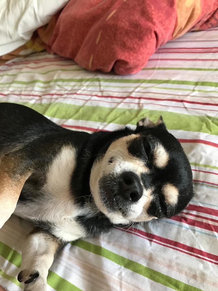 Pupis🌛 tweet media