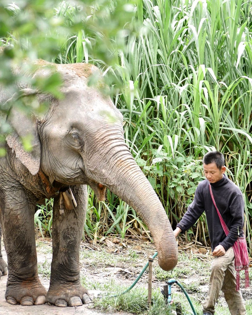 Kate_chiangmai's tweet photo. The elephant mahout is the person who is the most sacrificed at this time.  He never abandoned elephants in this critical situation.  And the elephant feels comfortable and safe with him always there to take care  He has a really great heart.  Please help these people too. https://t.co/liuje4K8K9