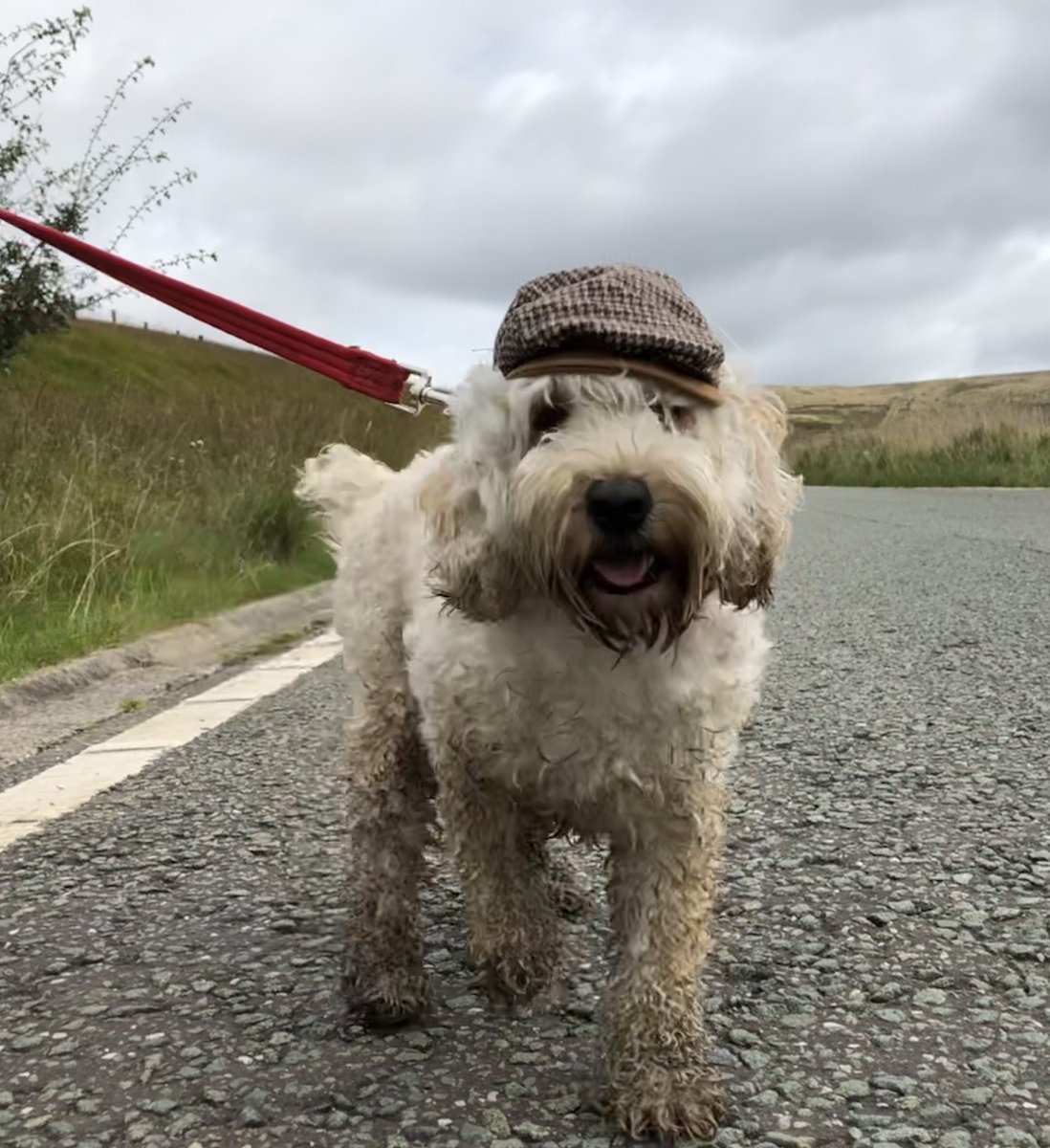 Pooch_Pix's tweet photo. @PetsatHome 8. 

Dolly https://t.co/rcWE8skSam