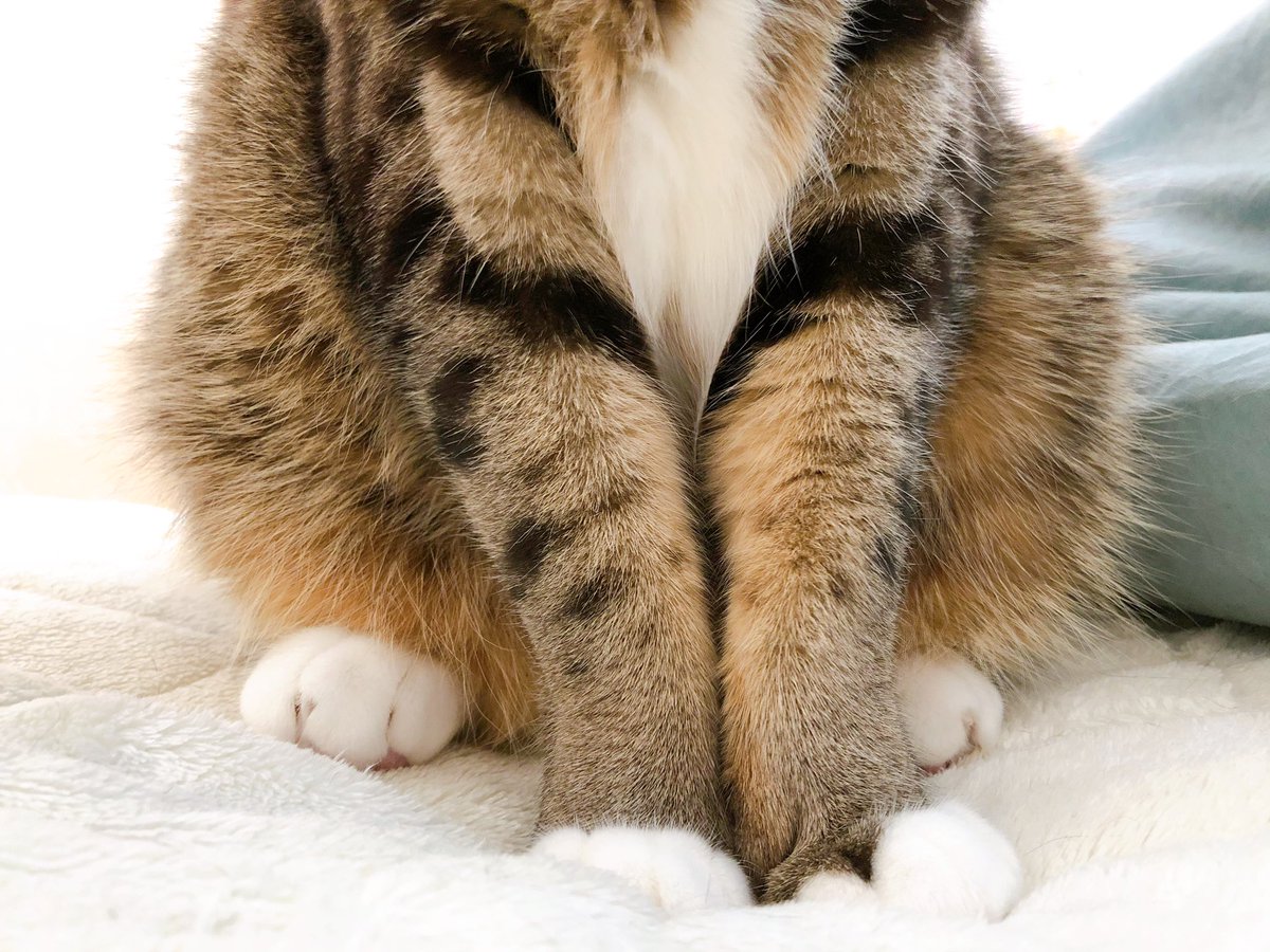 座ってる猫のお腹はフカフカスポットじゃわ テチモグ 藤沢カミヤ のイラスト