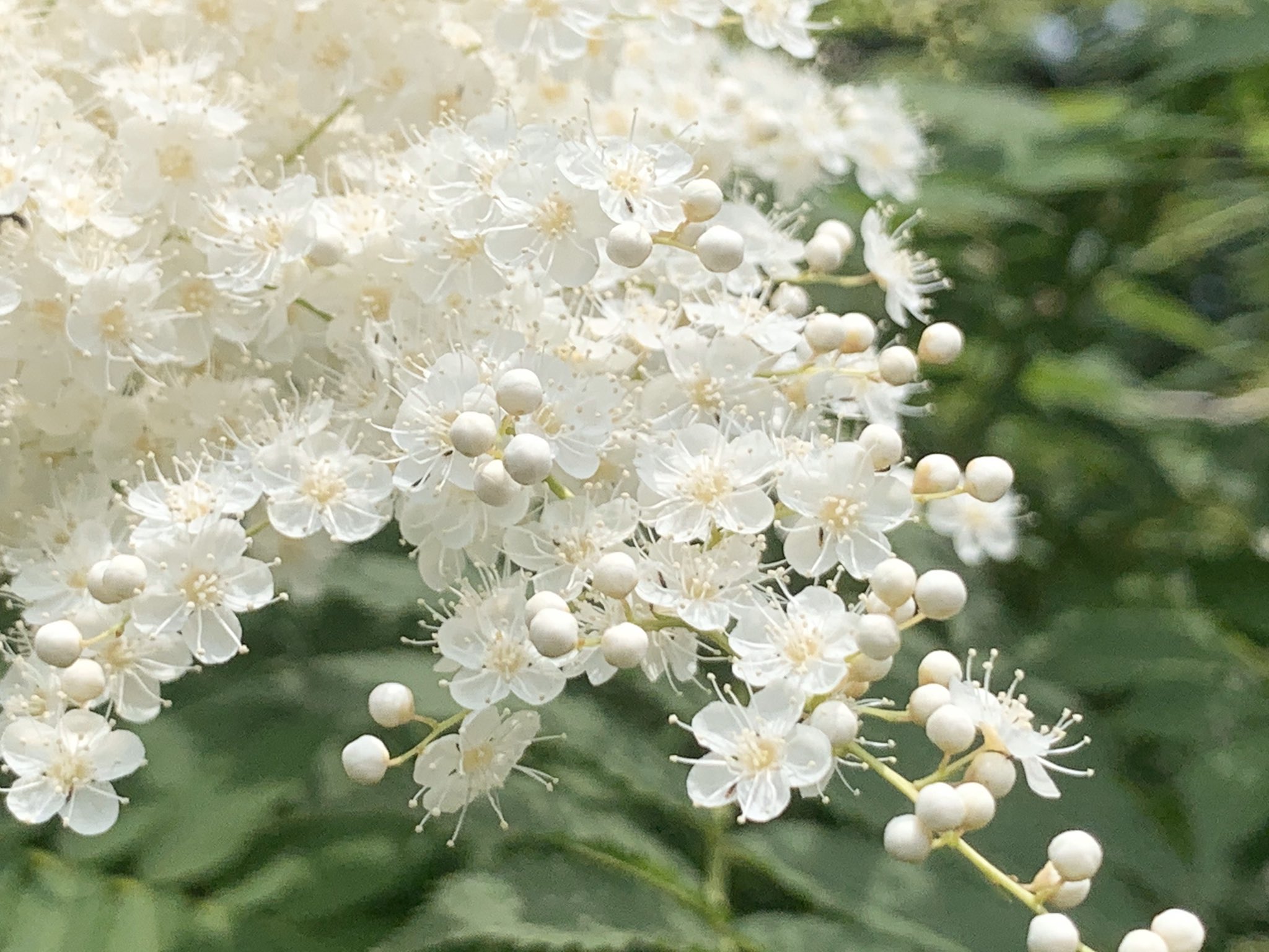 朝ジョグちゃん ニワナナカマド 真珠のような輝きを放つエレガントな花 暦生活写真部 季節の花 花便り ニワナナカマド Flowers 花言葉 慎重 賢明 私はあなたを見守る T Co Cdknsc5oum Twitter