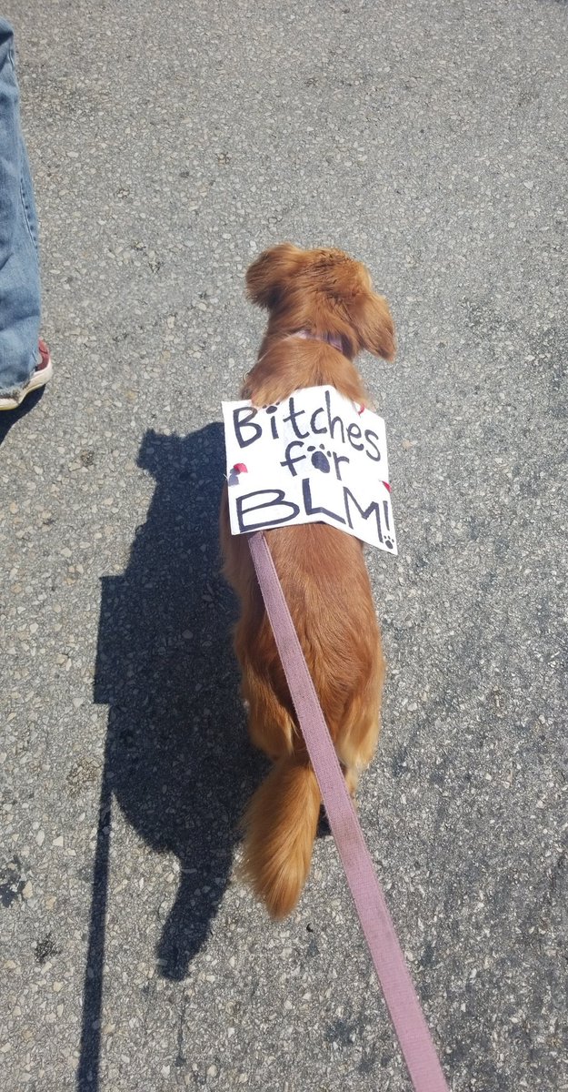 thread of very good dogs protesting for justice