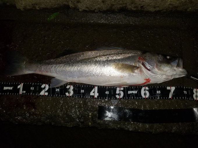 魚屋さんのスズキの刺身の切り方は 寄生虫がいる部位も紹介 3チャン Sすたいる