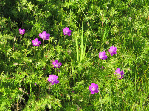 sharkbytes's tweet image. Flower garden fun #gardening #flowers myqualityday.blogspot.com/2020/06/a-litt…