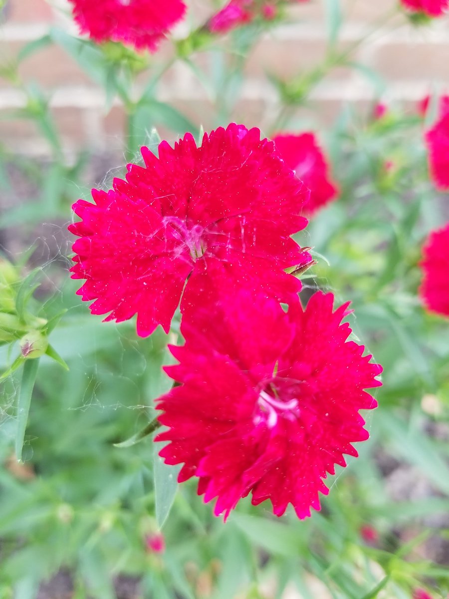 shellflower2015 tweet picture