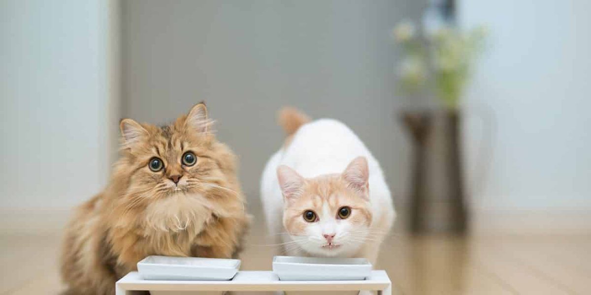 HomePetsVE's tweet image. 10 #Alimentos Que No Debes Darle A Tu #Gato buff.ly/309b0iE