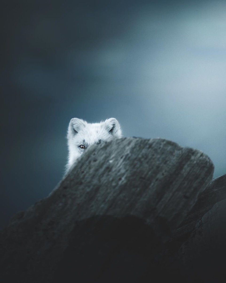 An Arctic fox roaming in Norway.