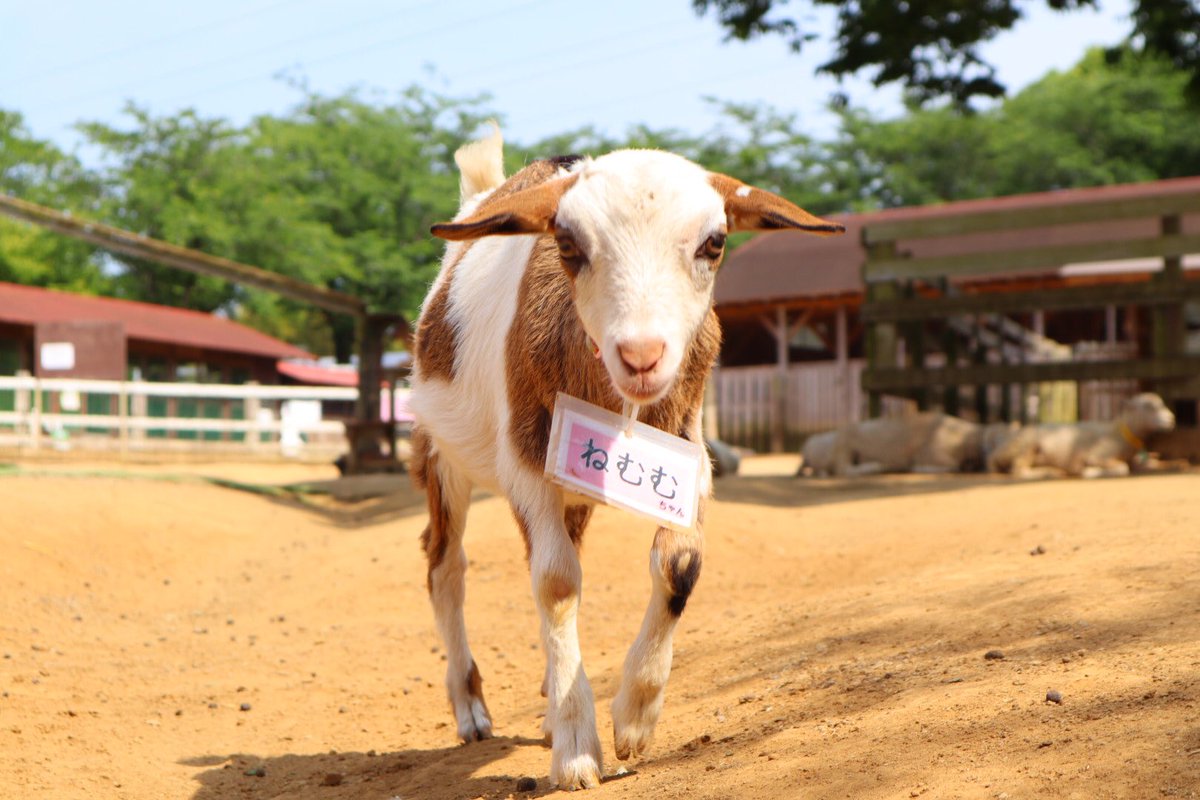 成田ゆめ牧場 V Twitter 朝はねむむちゃん ヤギ 赤ちゃん 朝 眠い ねむむちゃん 可愛い 動物 癒し